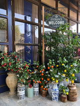 Faux Artificial Lemon & Orange Tree in Wooden Pots