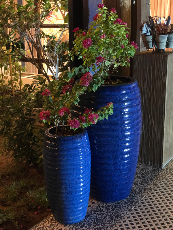 Outdoor Platers Set with Bougainvillea Plants