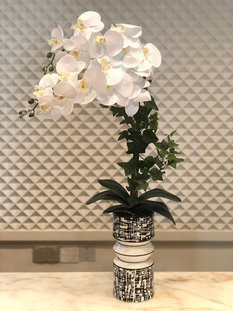 White Orchids Arrangement