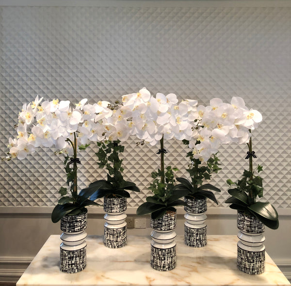 White Orchids Arrangement