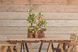 Faux Artificial Lemon & Orange Tree in Wooden Pots